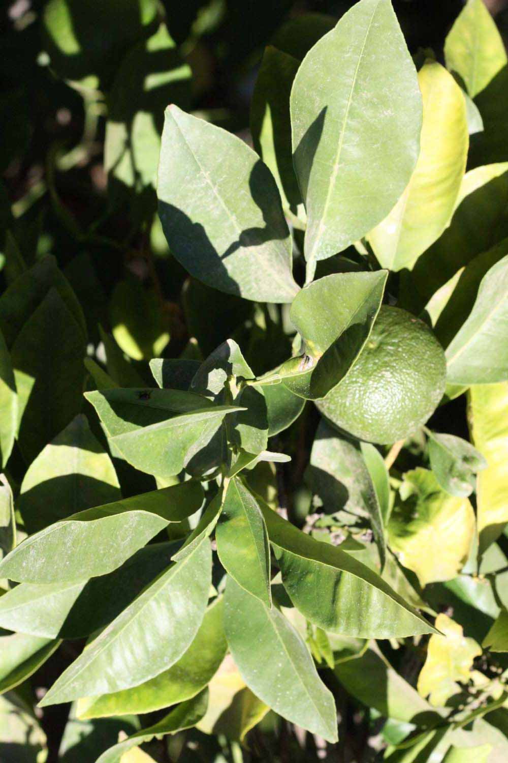              Sun leaves (Riverside, CA)       